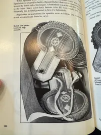 Originale Krigsmarine Epaulets for Korvetten Kapitän (ing) Stativ medfølger ikke