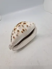 Tiger Cowrie Cypraea Tigris Leopard Pattern Seashell