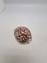 Tiger Cowrie Cypraea Tigris Leopard Pattern Seashell