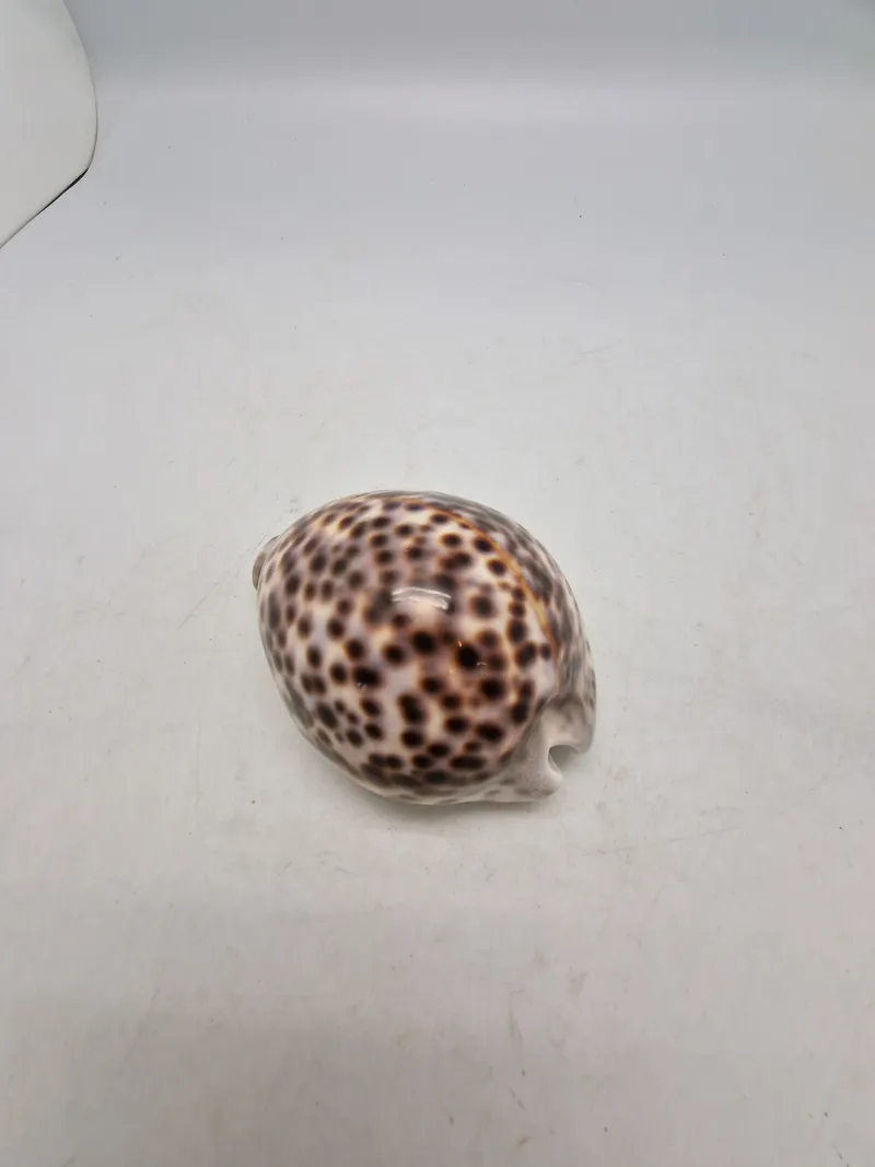 Tiger Cowrie Cypraea Tigris Leopard Pattern Seashell
