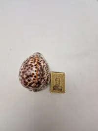 Tiger Cowrie Cypraea Tigris Leopard Pattern Seashell