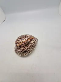 Tiger Cowrie Cypraea Tigris Leopard Pattern Seashell