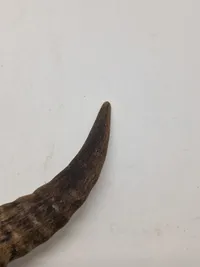 Afrikansk blankvåben