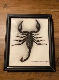 Original tørret skorpion