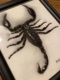 Original tørret skorpion
