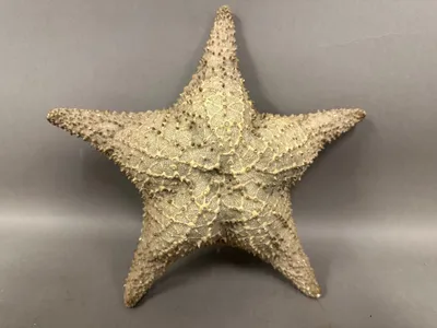 Original søstjerne