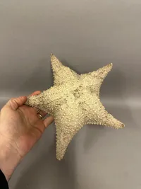 Original søstjerne