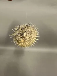 Original kuglefisk
