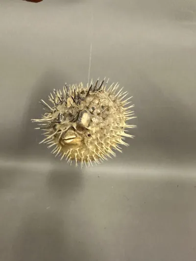 Original kuglefisk