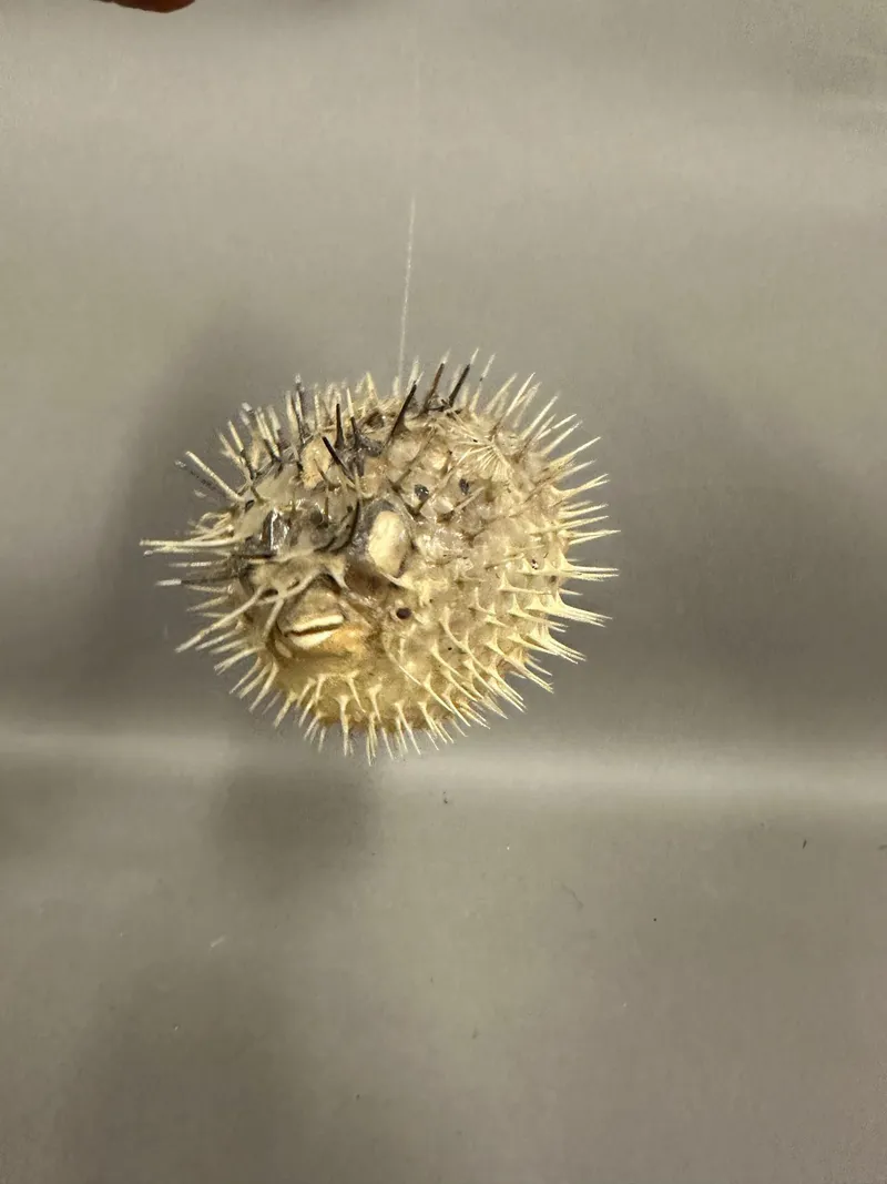 Original kuglefisk