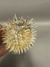 Original kuglefisk