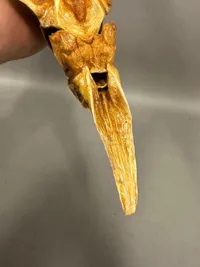 Original Stør fisk