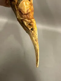 Original Stør fisk
