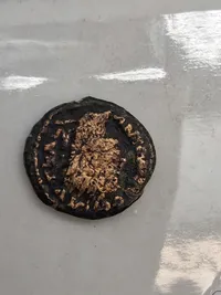 Originale romerske mønter