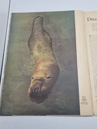 Originalt Dansk WW2 signalblad