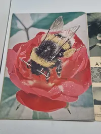 Originalt Dansk WW2 signalblad