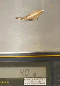 Broche - 8 karat guld, vægt 4 gram (aktuel guldværdi er ca 750,-)