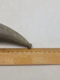 Krudthorn af ben