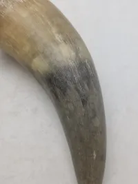 Krudthorn af ben