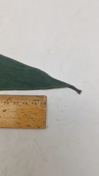 Odins tårn vimpel (Blev sprængt i 1944 ifbm Schalburgtage)