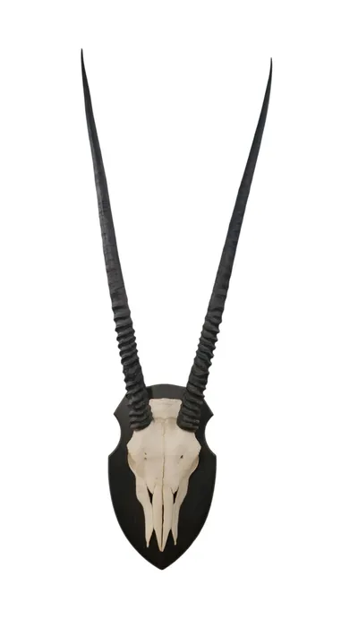 Oryx kranie på opsats