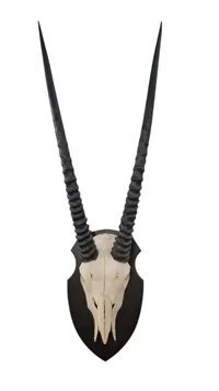 Oryx kranie på opsats