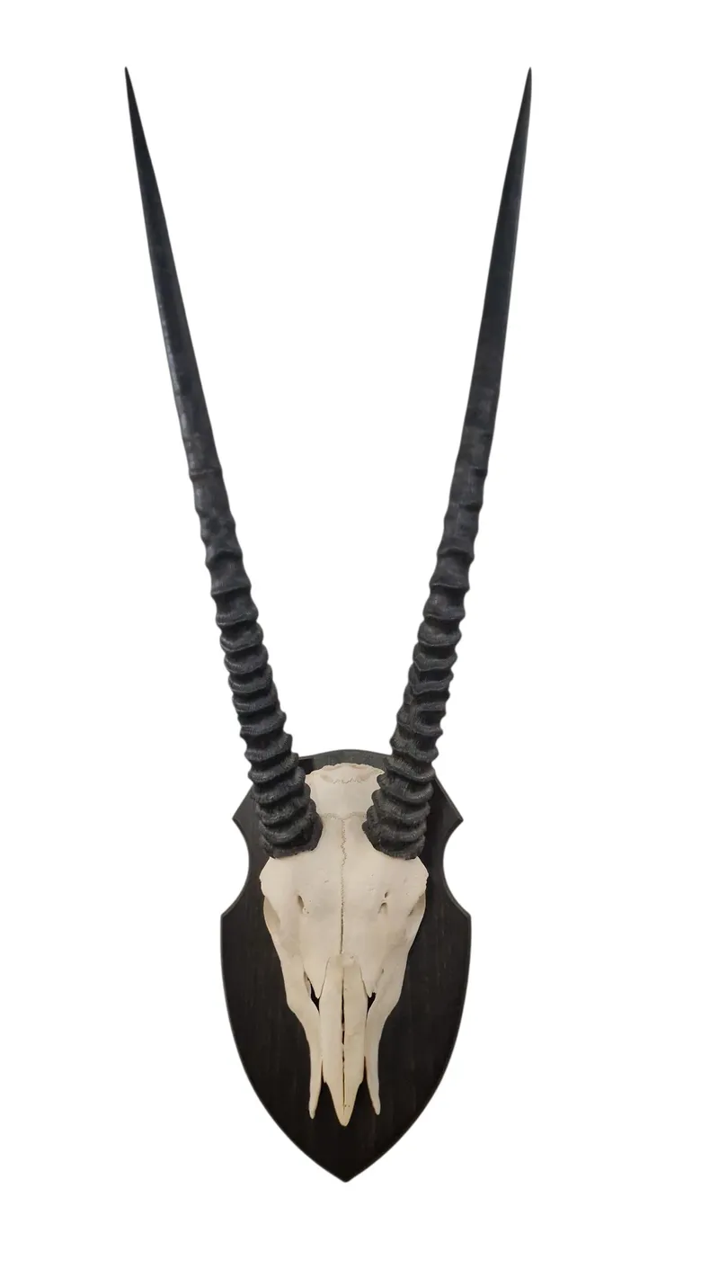 Oryx kranie på opsats
