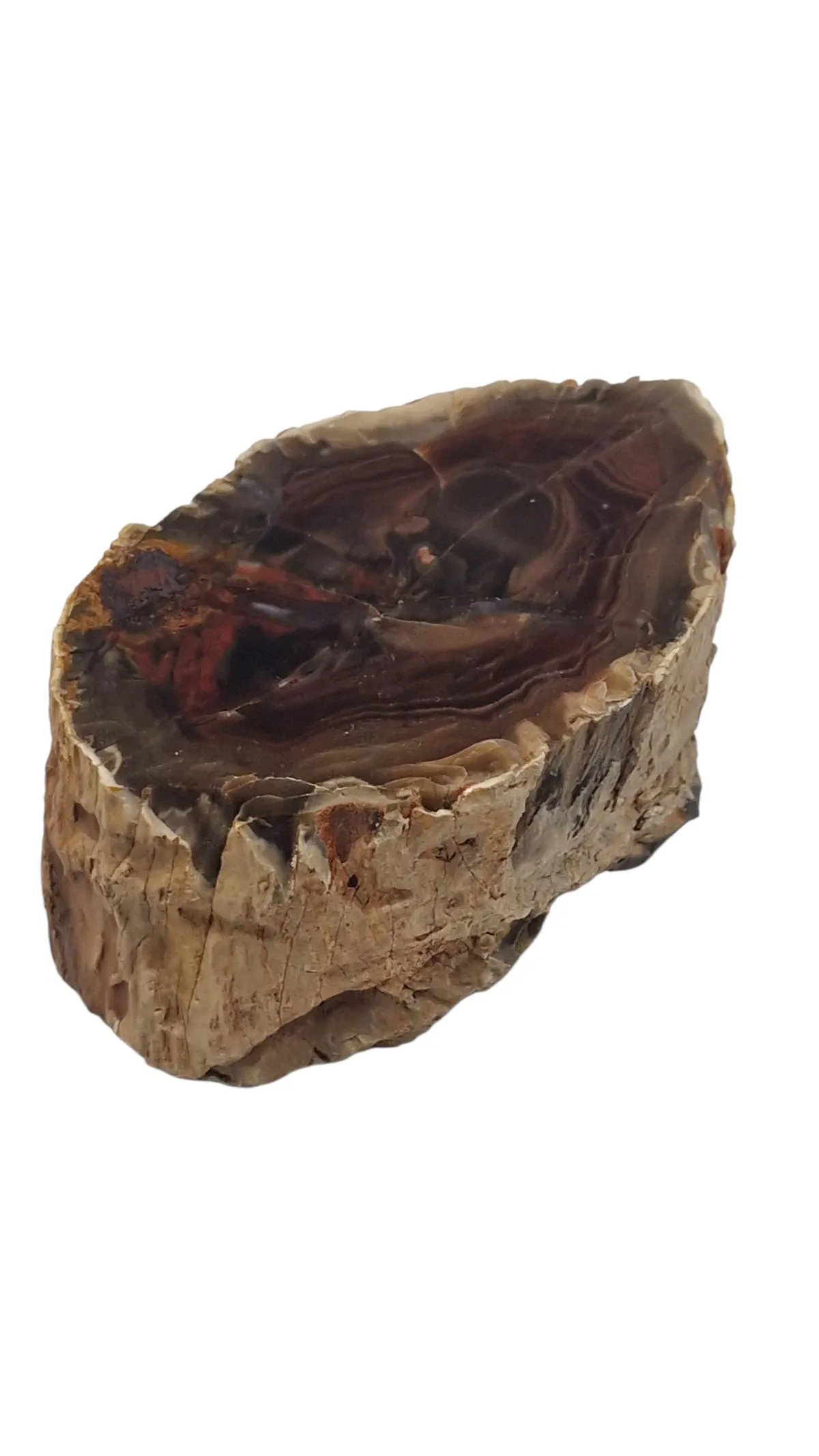 Forstenet træ 510 g