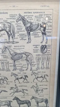 Dyrlæge planche Fransk