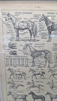 Dyrlæge planche Fransk