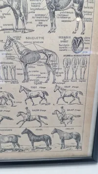 Dyrlæge planche Fransk