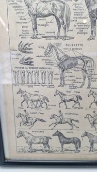 Dyrlæge planche Fransk