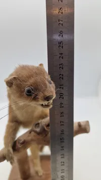 Udstoppet mink SKAL HENTES I VORDINGBOR