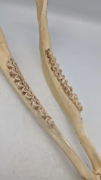 kæbeben fra en hvidhalet hjort (whitetail deer)