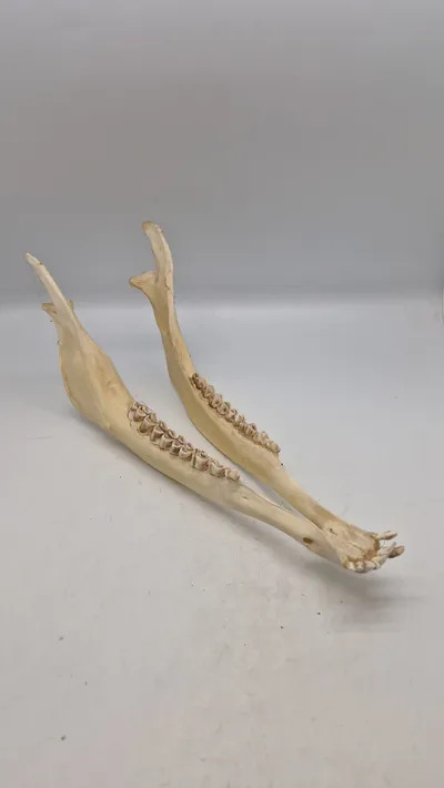 kæbeben fra en hvidhalet hjort (whitetail deer)