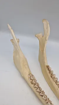 kæbeben fra en hvidhalet hjort (whitetail deer)