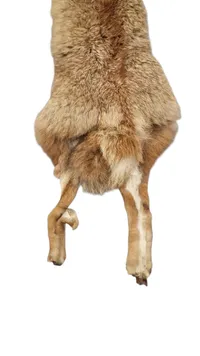 Komplet ræveskin