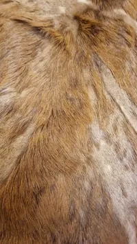 Stort skin fra Hjort