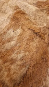 Stort skin fra Hjort