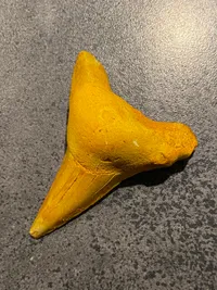 Original hajtand - ca 40 millioner år gammel