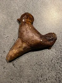 Original hajtand - ca 40 millioner år gammel