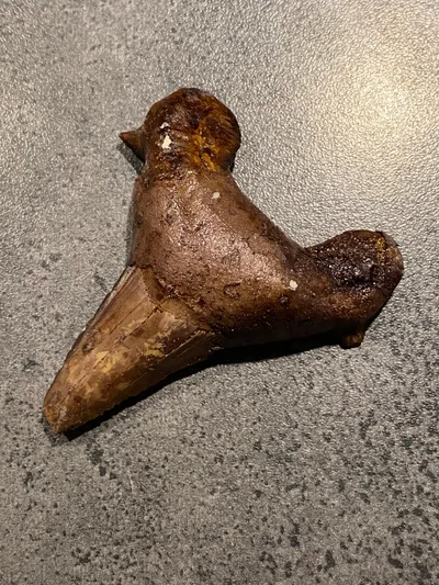 Original hajtand - ca 40 millioner år gammel
