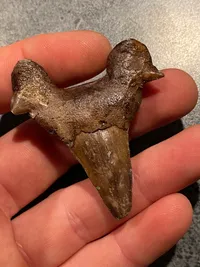 Original hajtand - ca 40 millioner år gammel