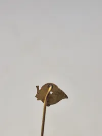 Pin - 21 Batalion Slesvigske jægerkorps 1947-51