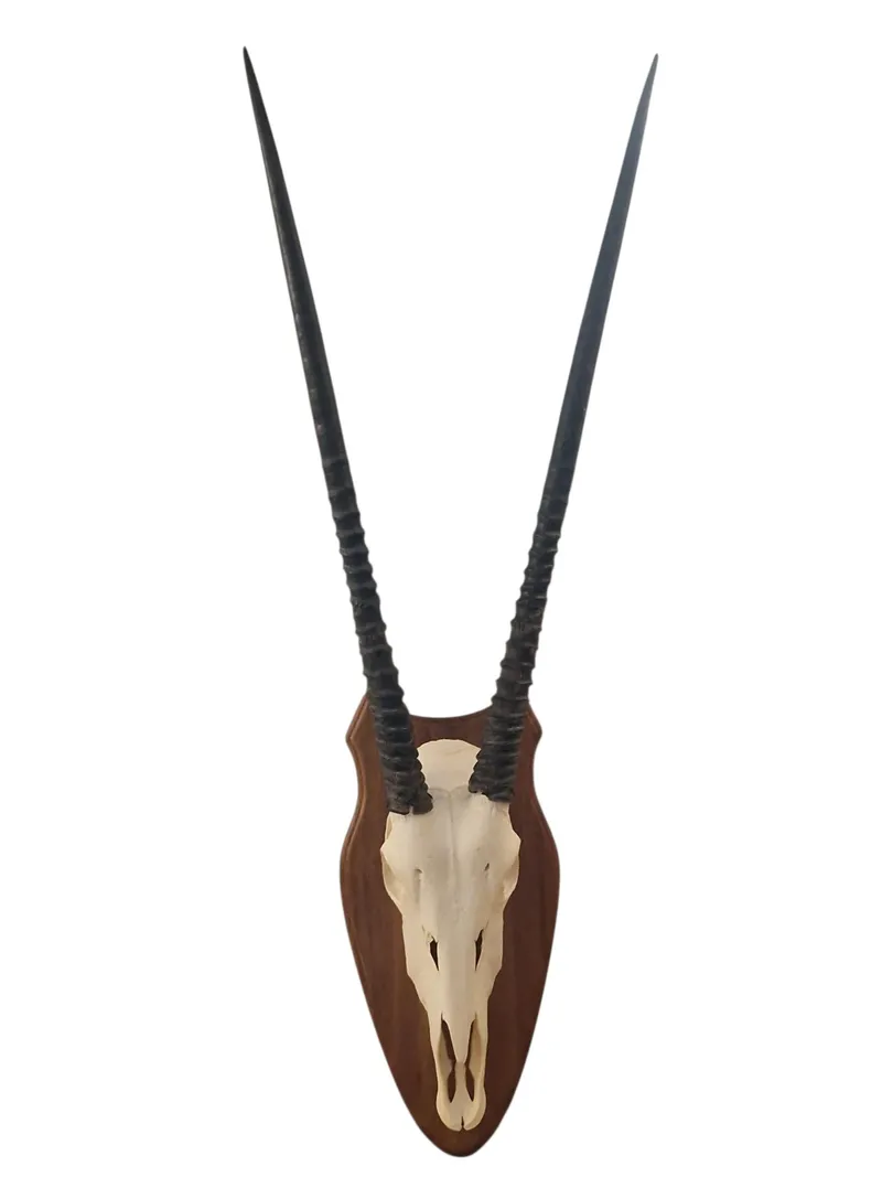 Opsats (Antilope)