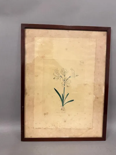 Indrammet Flora Danica kobberstik