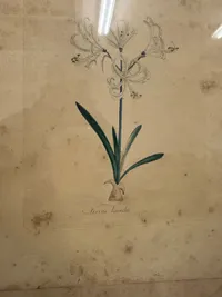 Indrammet Flora Danica kobberstik