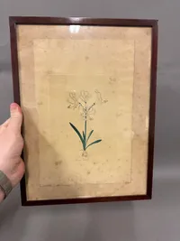 Indrammet Flora Danica kobberstik