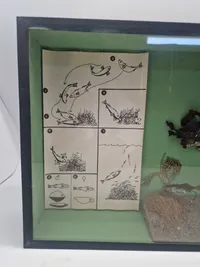 Original undervisnings kasse med fisk