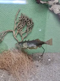 Original undervisnings kasse med fisk